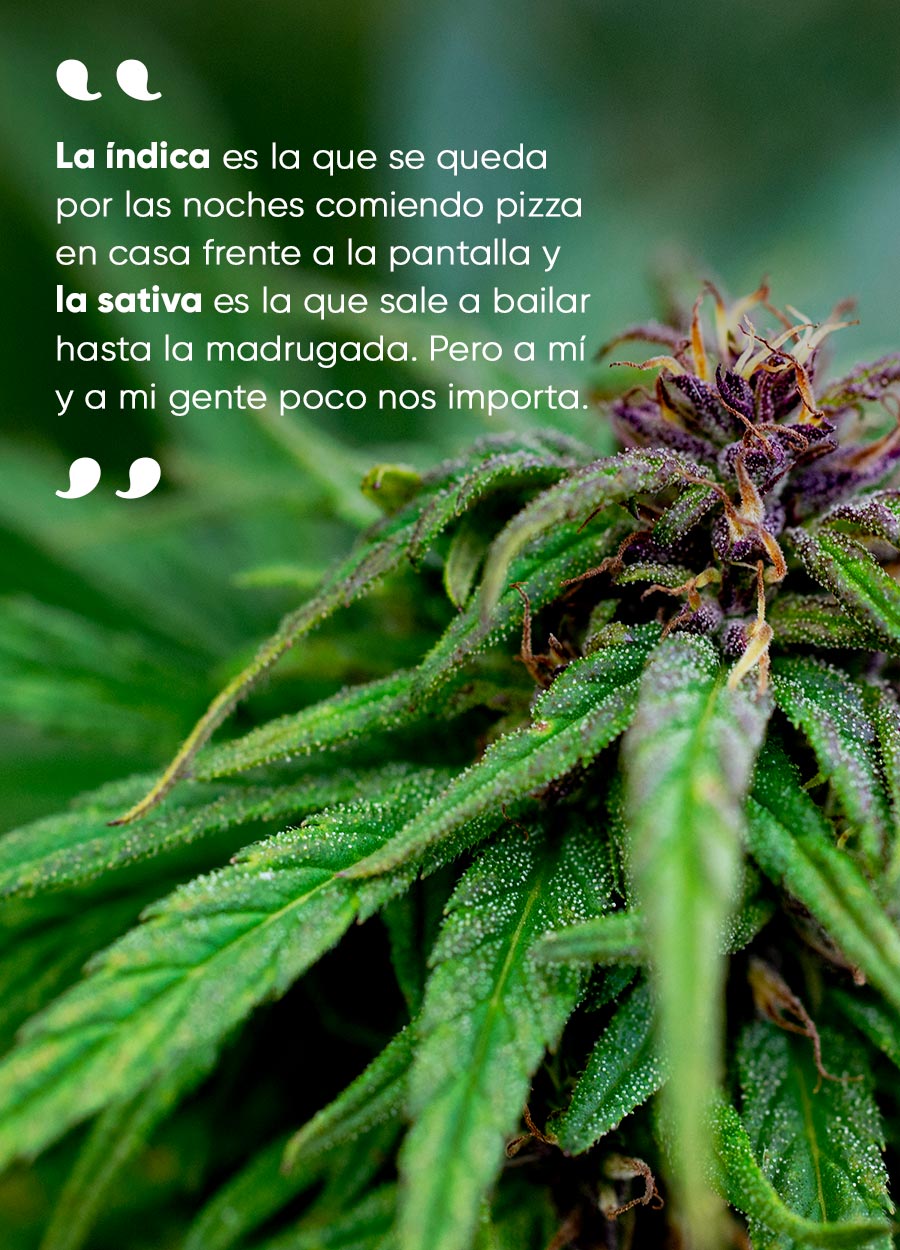 Marihuana Detalle Mata