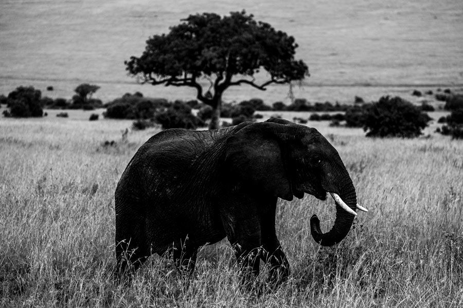 Maasai-Mara-National-Reserve-13