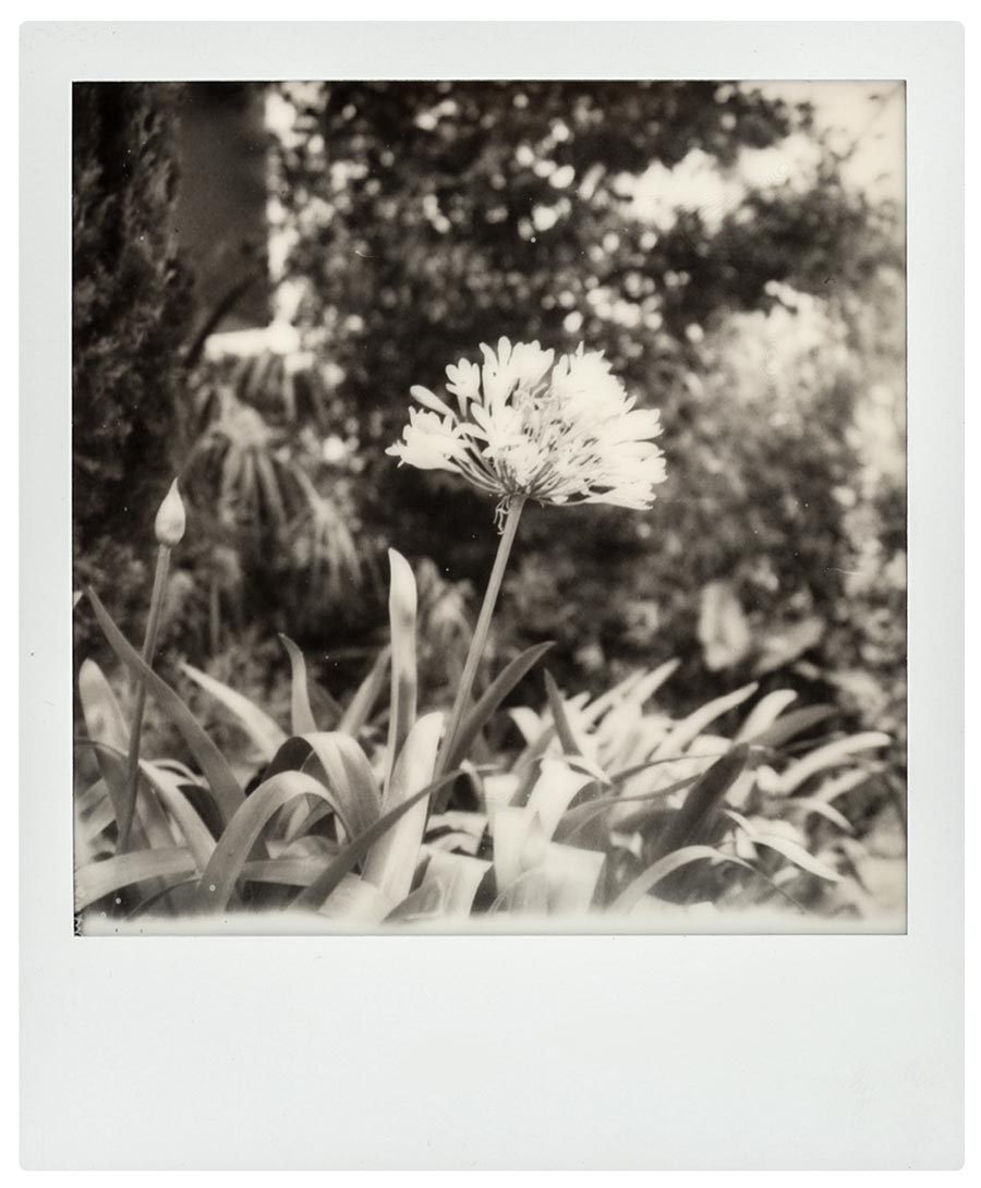 POLAROID1
