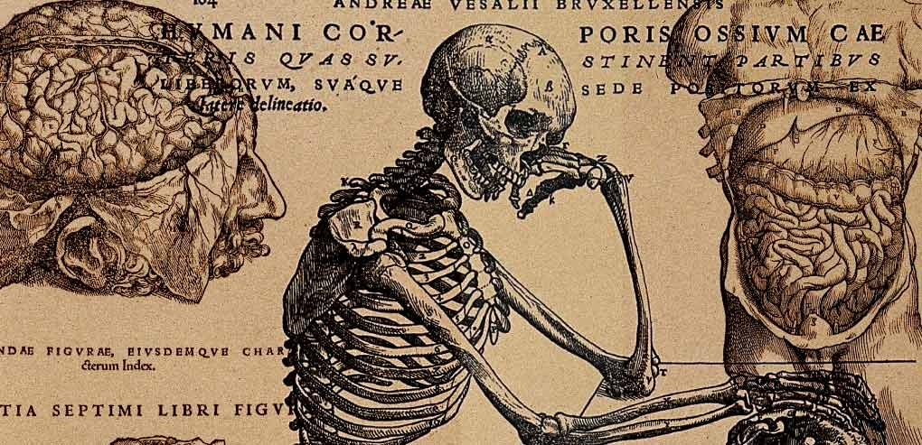El mejor libro de ilustración anatómica de la historia